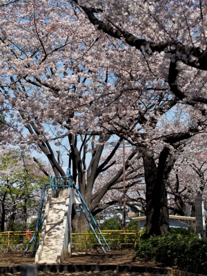 soku_13936.jpg :: 植物 花 桜 サクラ 