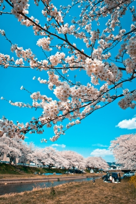 soku_13939.jpg :: 植物 花 桜 サクラ 