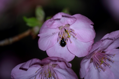 soku_13950.jpg :: 植物 花 桜 サクラ 夜桜 
