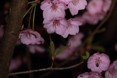 soku_13951.jpg :: 植物 花 桜 サクラ 夜桜 