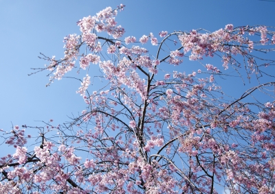 soku_13956.jpg :: 植物 花 桜 サクラ 