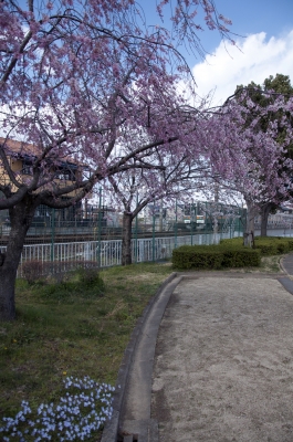 soku_13959.jpg :: 植物 花 桜 サクラ 