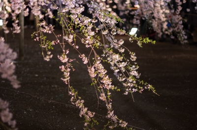 soku_13967.jpg :: 六義園 植物 花 桜 サクラ 夜桜 