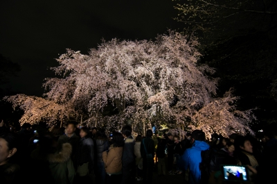 soku_13968.jpg :: 六義園 植物 花 桜 サクラ 夜桜 