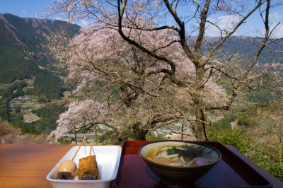 soku_13971.jpg :: 食べ物 麺類 うどん 植物 花 桜 サクラ 