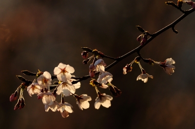 soku_13982.jpg :: 植物 花 桜 サクラ 逆光 