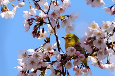 soku_13984.jpg :: 動物 鳥 野山の鳥 メジロ 桜 サクラ 