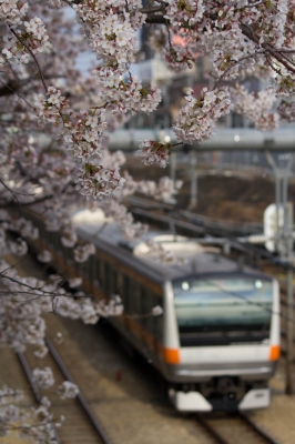 soku_13987.jpg :: 植物 花 桜 サクラ 乗り物 交通 鉄道 電車 