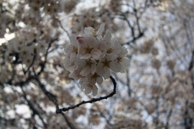 soku_13990.jpg :: 植物 花 桜 サクラ 