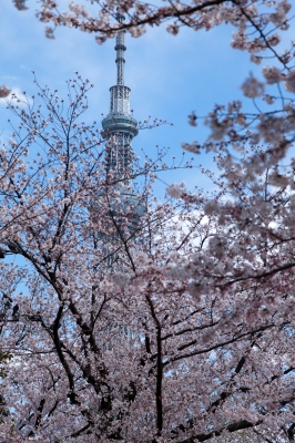 soku_13992.jpg :: 建築 建造物 塔 タワー 東京スカイツリー 