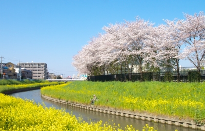 soku_13996.jpg :: 植物 花 菜の花 桜 サクラ 満開 風景 川 