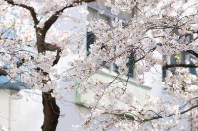 soku_14002.jpg :: 植物 花 桜 サクラ 