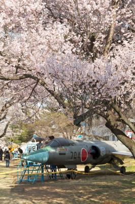 soku_14005.jpg :: 戦闘機 F.104J 熊谷基地 植物 花 桜 サクラ 