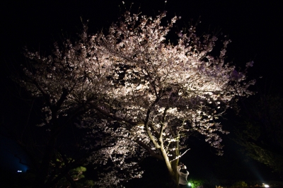 soku_14006.jpg :: 植物 花 桜 サクラ 夜桜 