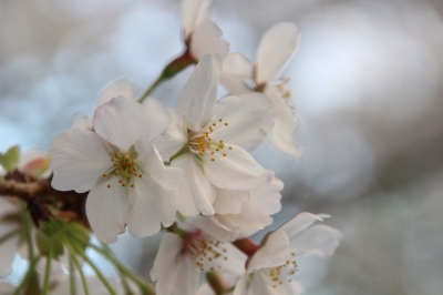 soku_14030.jpg :: 植物 花 桜 サクラ マクロ 