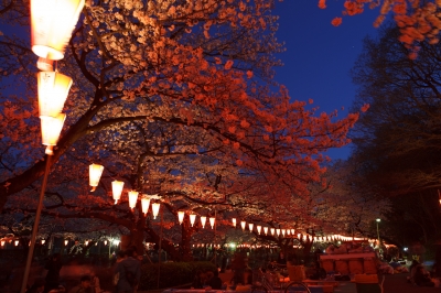 soku_14032.jpg :: 夜桜 上野恩賜公園 花見 