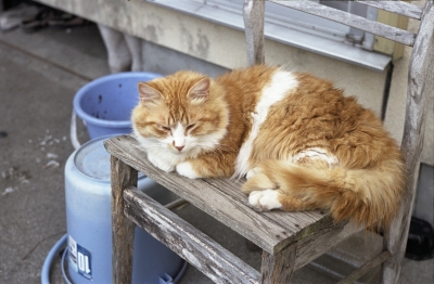 soku_14034.jpg :: 動物 哺乳類 猫 ネコ 銀塩 フィルム 