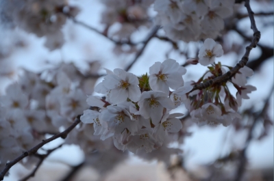 soku_14039.jpg :: さくら 植物 花 桜 サクラ 