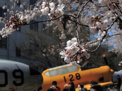 soku_14040.jpg :: PowerShotS95 風景 植物 花 桜 サクラ 飛行機 乗り物 熊谷基地さくら祭 