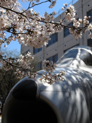 soku_14041.jpg :: PowerShotS95 風景 植物 花 桜 サクラ 飛行機 乗り物 熊谷基地さくら祭 