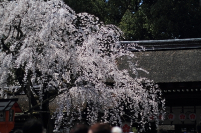 soku_14046.jpg :: 平野神社 植物 花 桜 サクラ 