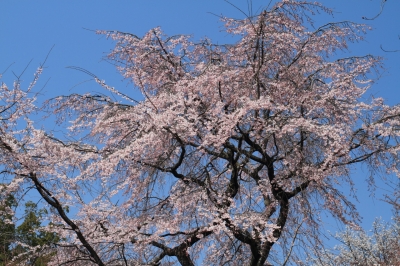soku_14047.jpg :: 平野神社 植物 花 桜 サクラ 