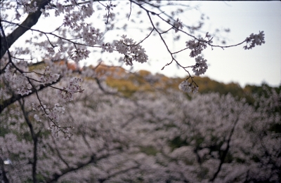 soku_14048.jpg :: 植物 花 桜 サクラ 