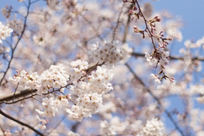 soku_14051.jpg :: 植物 花 桜 サクラ 