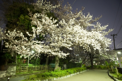 soku_14052.jpg :: 植物 花 桜 サクラ 