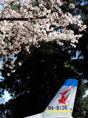 soku_14059.jpg :: PowerShotS95 風景 飛行機 植物 花 桜 サクラ 熊谷基地さくら祭 