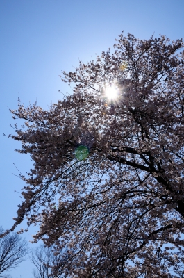 soku_14060.jpg :: 植物 花 桜 サクラ 逆光 
