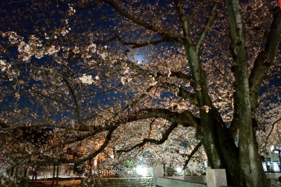 soku_14061.jpg :: 植物 花 桜 サクラ 夜桜 