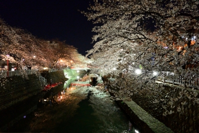 soku_14062.jpg :: 植物 花 桜 サクラ 夜桜 