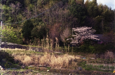 soku_14063.jpg :: 風景 街並み 郊外の風景 農村 植物 花 桜 サクラ 
