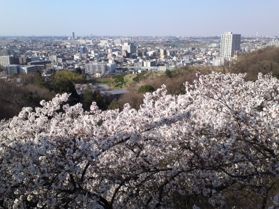 soku_14064.jpg :: 植物 花 桜 サクラ 