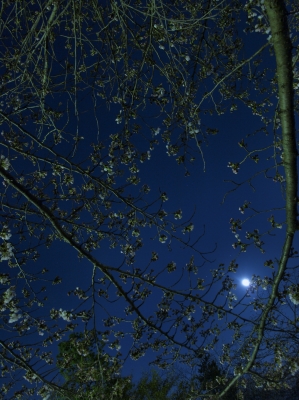 soku_14071.jpg :: 風景 自然 天体 月 満月 