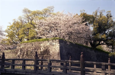 soku_14073.jpg :: 建築 建造物 城 壁 石壁 石垣 植物 花 桜 サクラ 