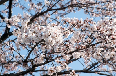 soku_14076.jpg :: 植物 花 桜 サクラ 