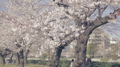 soku_14077.jpg :: 植物 花 桜 サクラ 