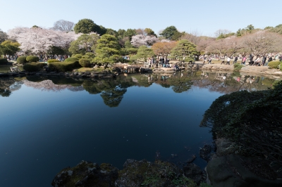 soku_14084.jpg :: 風景 和 和風 池 植物 花 桜 サクラ 