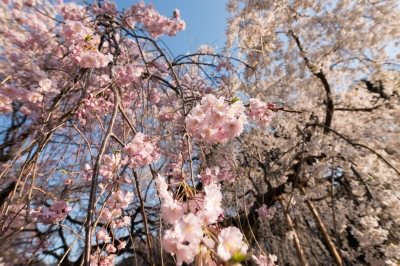 soku_14086.jpg :: 植物 花 桜 サクラ 