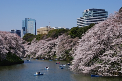 soku_14090.jpg :: 千鳥ヶ淵 植物 花 桜 サクラ 