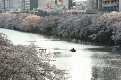 soku_14094.jpg :: 市ヶ谷 植物 花 桜 サクラ 