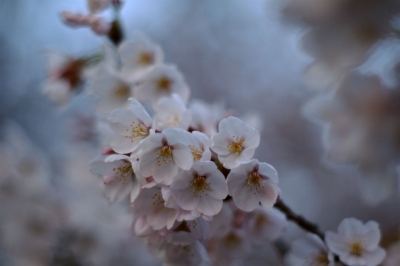soku_14096.jpg :: 植物 花 桜 サクラ 