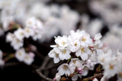 soku_14097.jpg :: 植物 花 桜 サクラ 