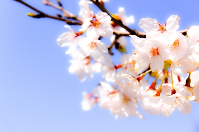 soku_14099.jpg :: 植物 花 桜 サクラ 