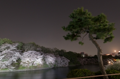 soku_14100.jpg :: 植物 花 桜 サクラ 夜桜 