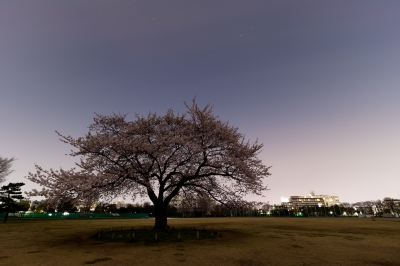 soku_14101.jpg :: 植物 花 桜 サクラ 月光写真 長時間露光 