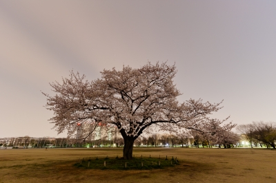 soku_14102.jpg :: 植物 花 桜 サクラ 月光写真 長時間露光 