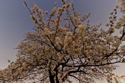soku_14103.jpg :: 植物 花 桜 サクラ 月光写真 長時間露光 